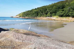 Prainha da Barra da Lagoa - Costão Esquerdo